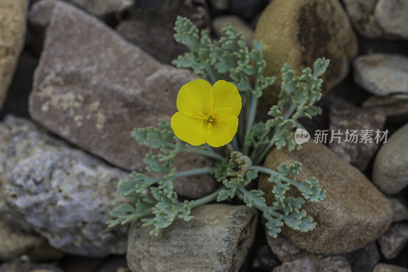 Eschscholzia minutiflora是一种罂粟，俗称侏儒罂粟或小金罂粟，发现于加州死亡谷国家公园。罂粟科。
